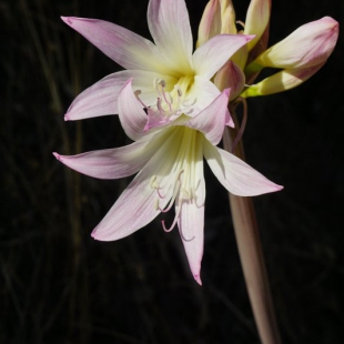 Amaryllis belladona